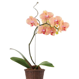 5” orchid -
