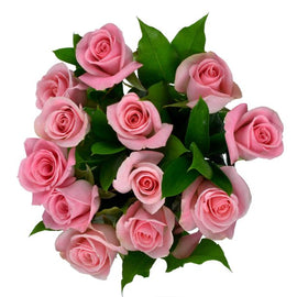 Pink Roses - Florida Bloom