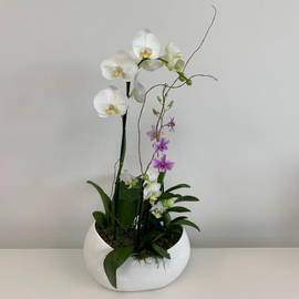 Medium Orchid garden - Florida Bloom