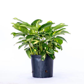 10" Calathea Plant