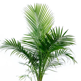 10" Majesty Palm