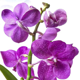 Vanda hanging orchid in bud and bloom