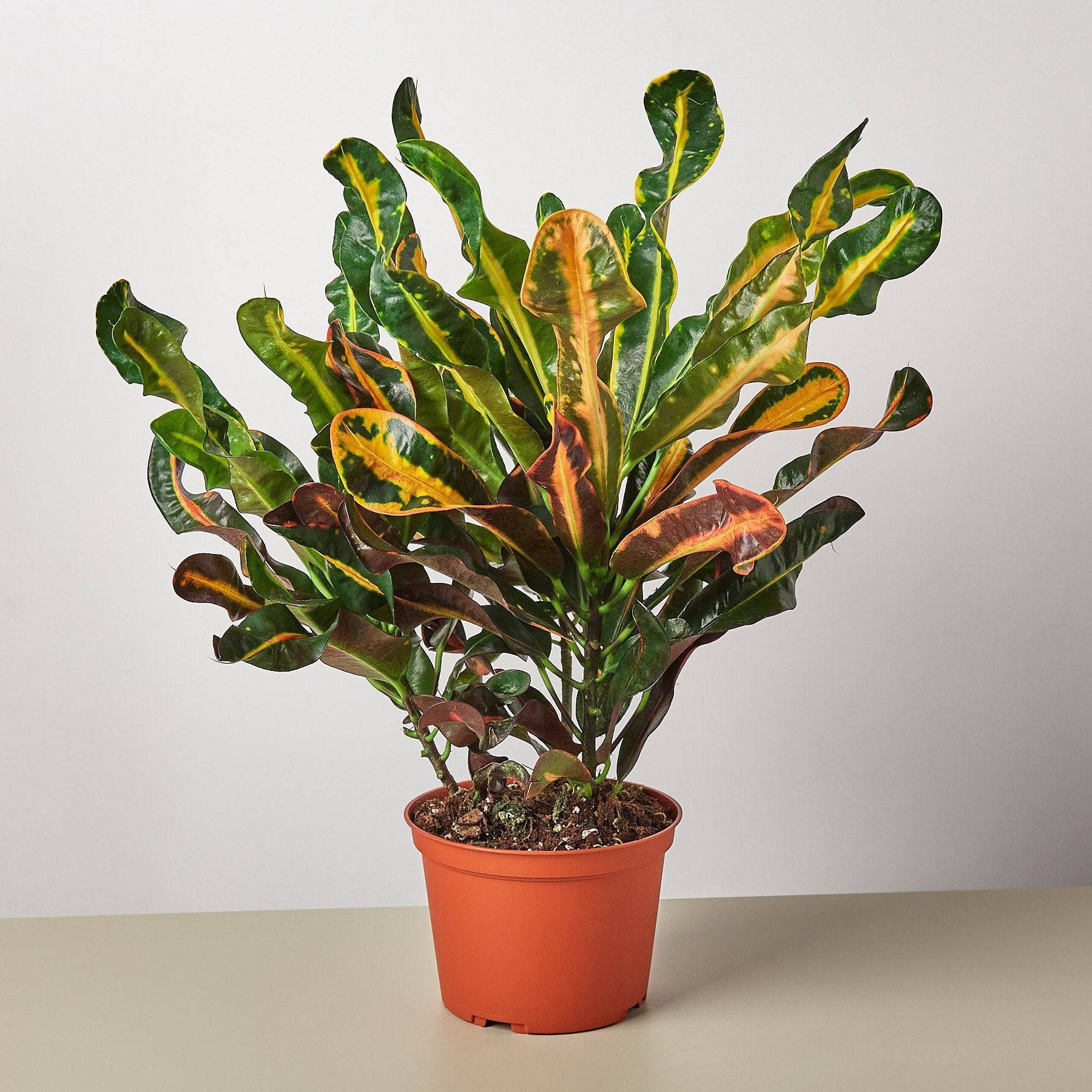 mammy crotons south florida Croton Mammy 24"