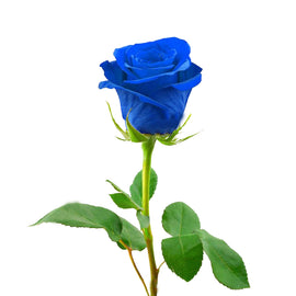 Blue Roses