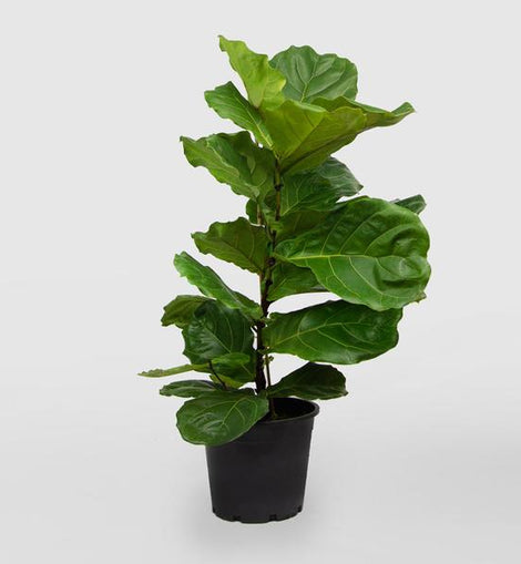 fiddle leaf fig tree miami Fiddle Leaf Fig Tree