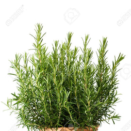 Rosemary