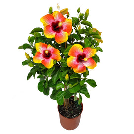 Fiesta Hibiscus Standard Braided Tree