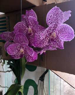 Vanda hanging orchid in bud and bloom - Florida Bloom