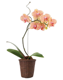 5” orchid -