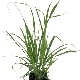 Lemon Grass Herb - Florida Bloom