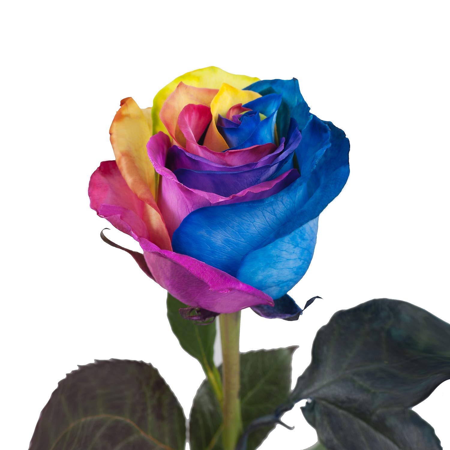 rainbow rose plant Rainbow Rose-Beautiful rose!