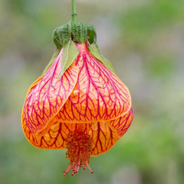 Chinese Lanterns or Abutilon