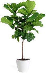 Ficus Lyrata Or Fiddle leave Fig Standard 3 Gallon