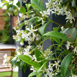 Jasmine Vine - Florida Bloom