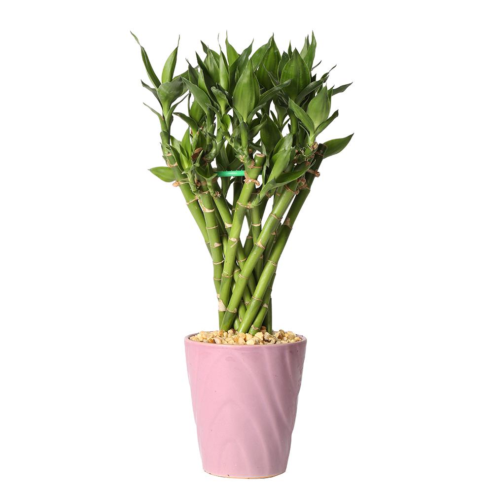 Lucky Bamboo