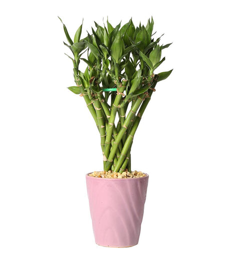 lucky bamboo miami Lucky Bamboo