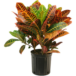 Croton Petra 24"