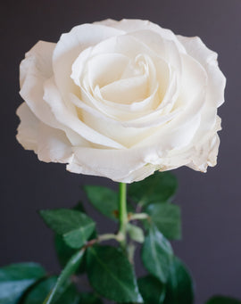 White Roses - Florida Bloom
