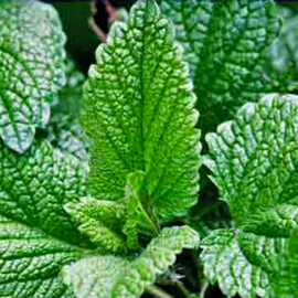 Fresh Mint - Florida Bloom