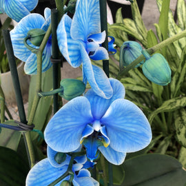 Blue Orchid