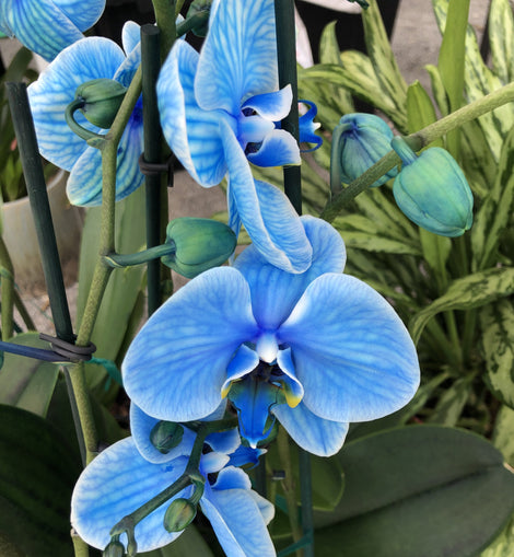 Blue Orchid  Florida Bloom