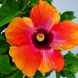 Fiesta Hibiscus Bush