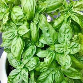 Italian Basil Plant - Florida Bloom