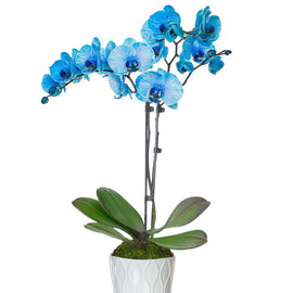 Blue Orchid