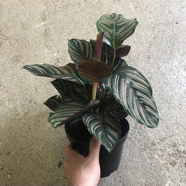 Calathea