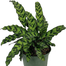 Calathea