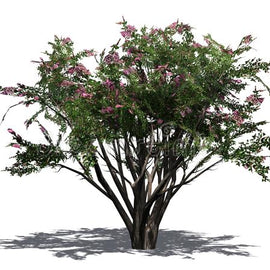 Crape Myrtle