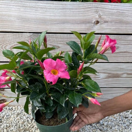 dipladenia pink