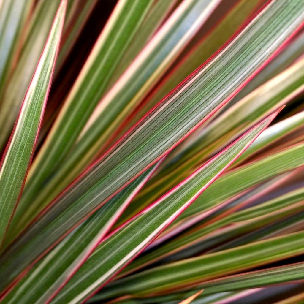 dracaena marginata pink 10" Dracaena Marginata BiColor
