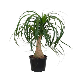 Ponytail Palm