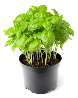 Italian Basil Plant