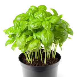 Italian Basil Plant