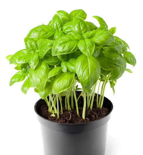 Italian Basil Plant