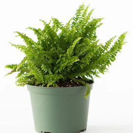 6" Fluffy Ruffle Fern