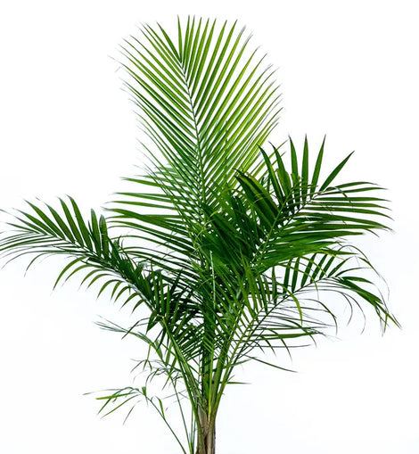 artificial majesty palm plant 10" Majesty Palm