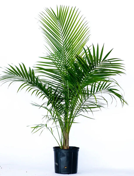 majesty palm plants for sale 10" Majesty Palm