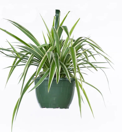 hanging basket for spider plant 8" Spider Plant Hanging Basket