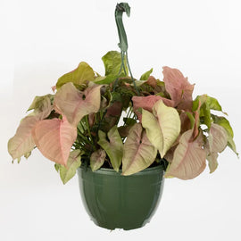 6" Red Arrow Plant Hanging Basket