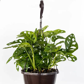 8" Swiss Cheese Hanging Basket