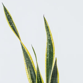 6" Sansevieria Black Gold