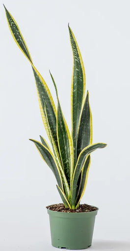 sansevieria florida 6" Sansevieria Black Gold