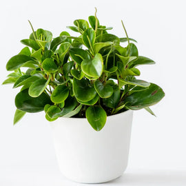 6" Peperomia Green