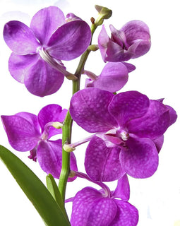 Vanda hanging orchid in bud and bloom