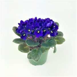 African Violets