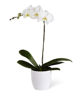 White Orchid - Florida Bloom