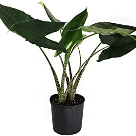 Alocasia Zebrina